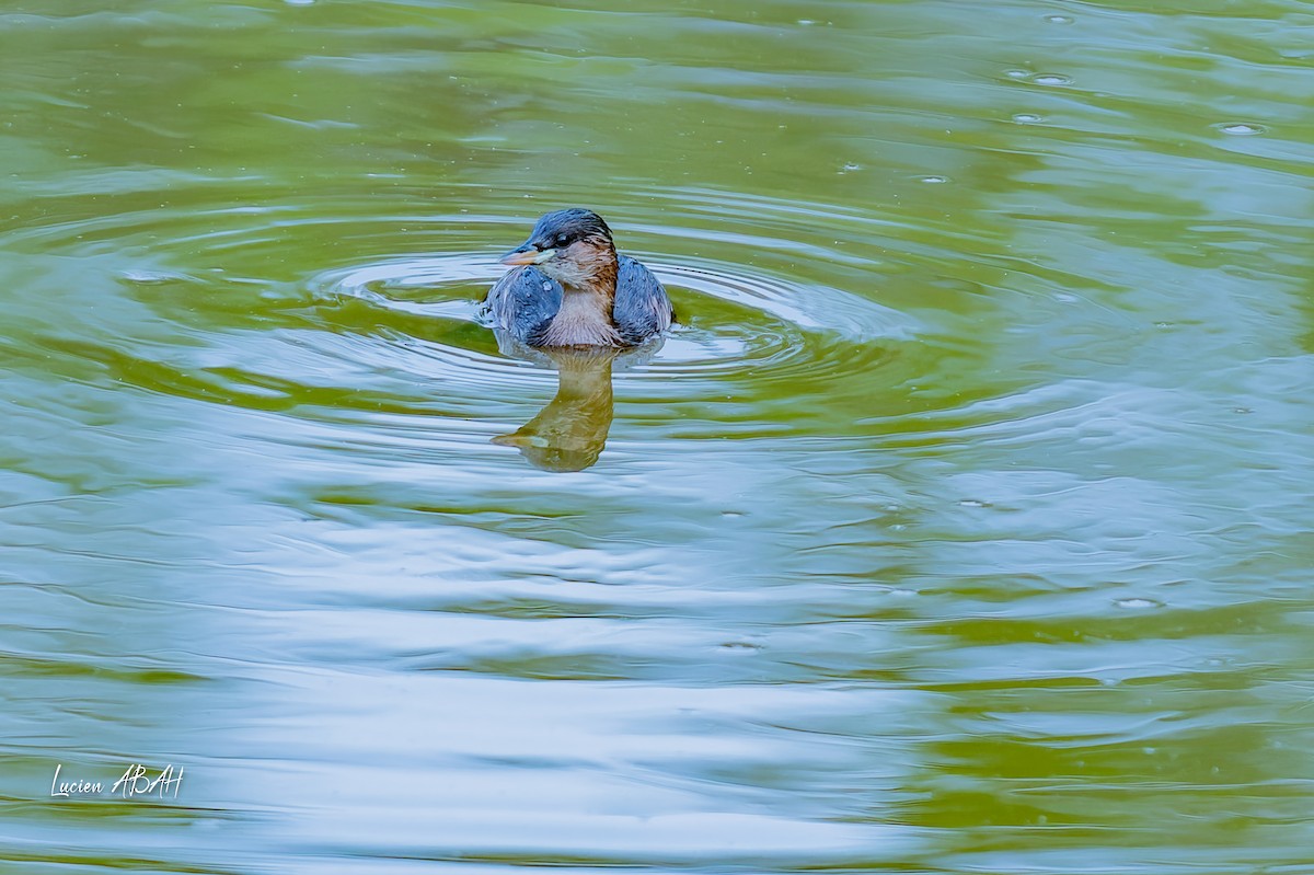 Little Grebe - ML642064183
