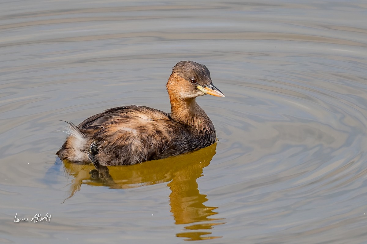 Little Grebe - ML642064184