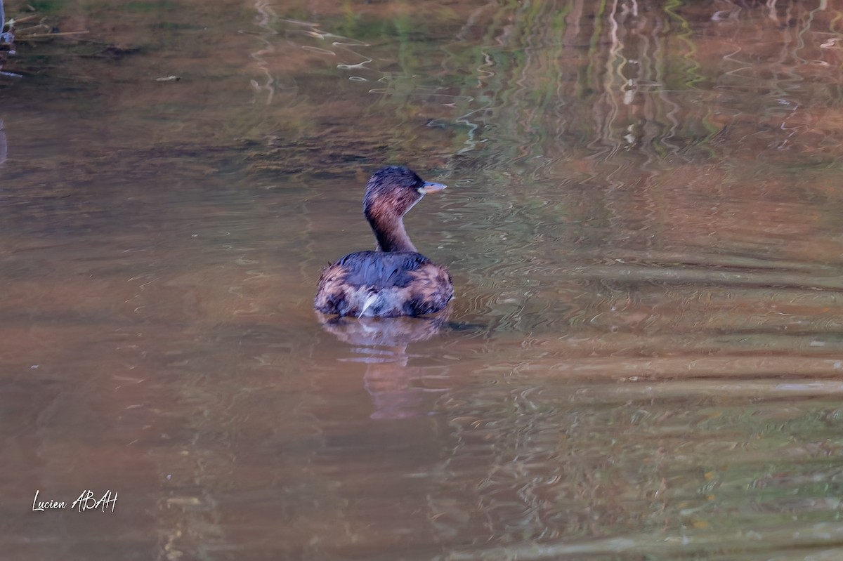 Little Grebe - ML642064186
