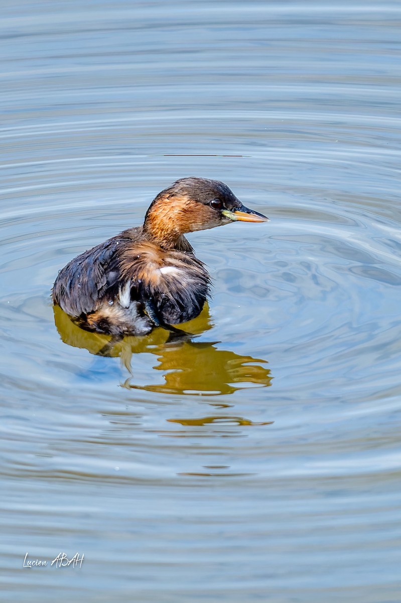 Little Grebe - ML642064189