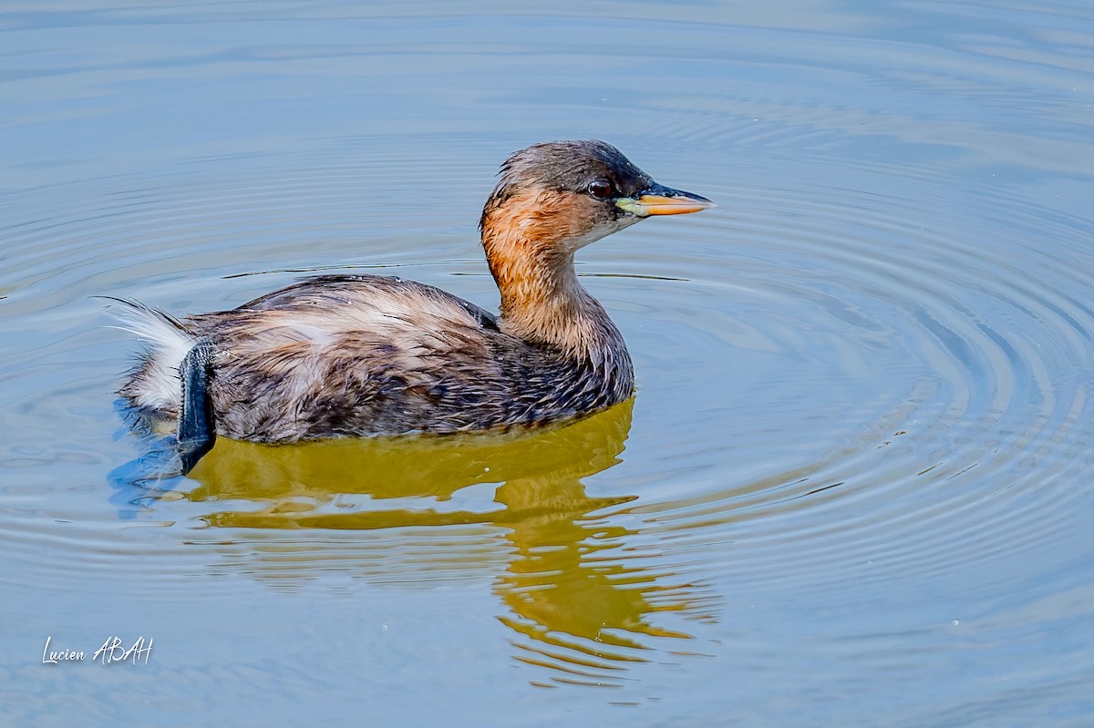 Little Grebe - ML642064190