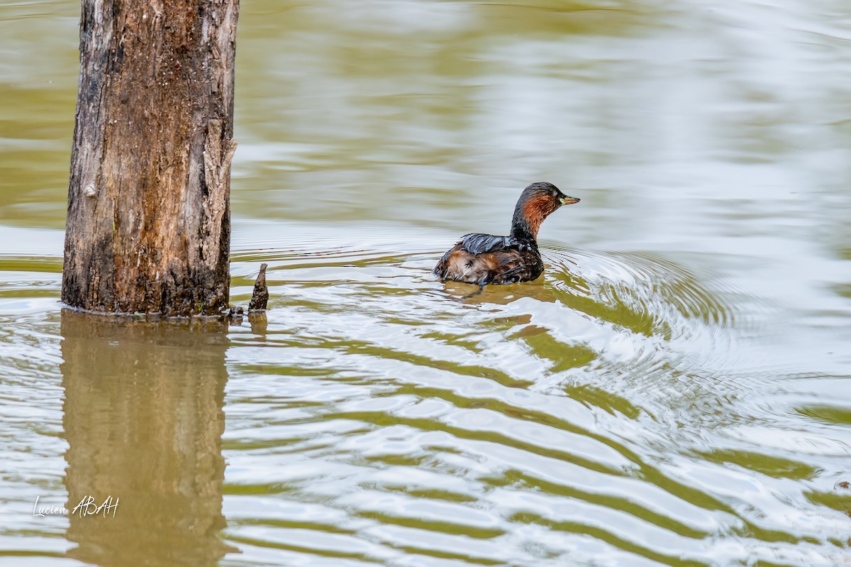 Little Grebe - ML642064194