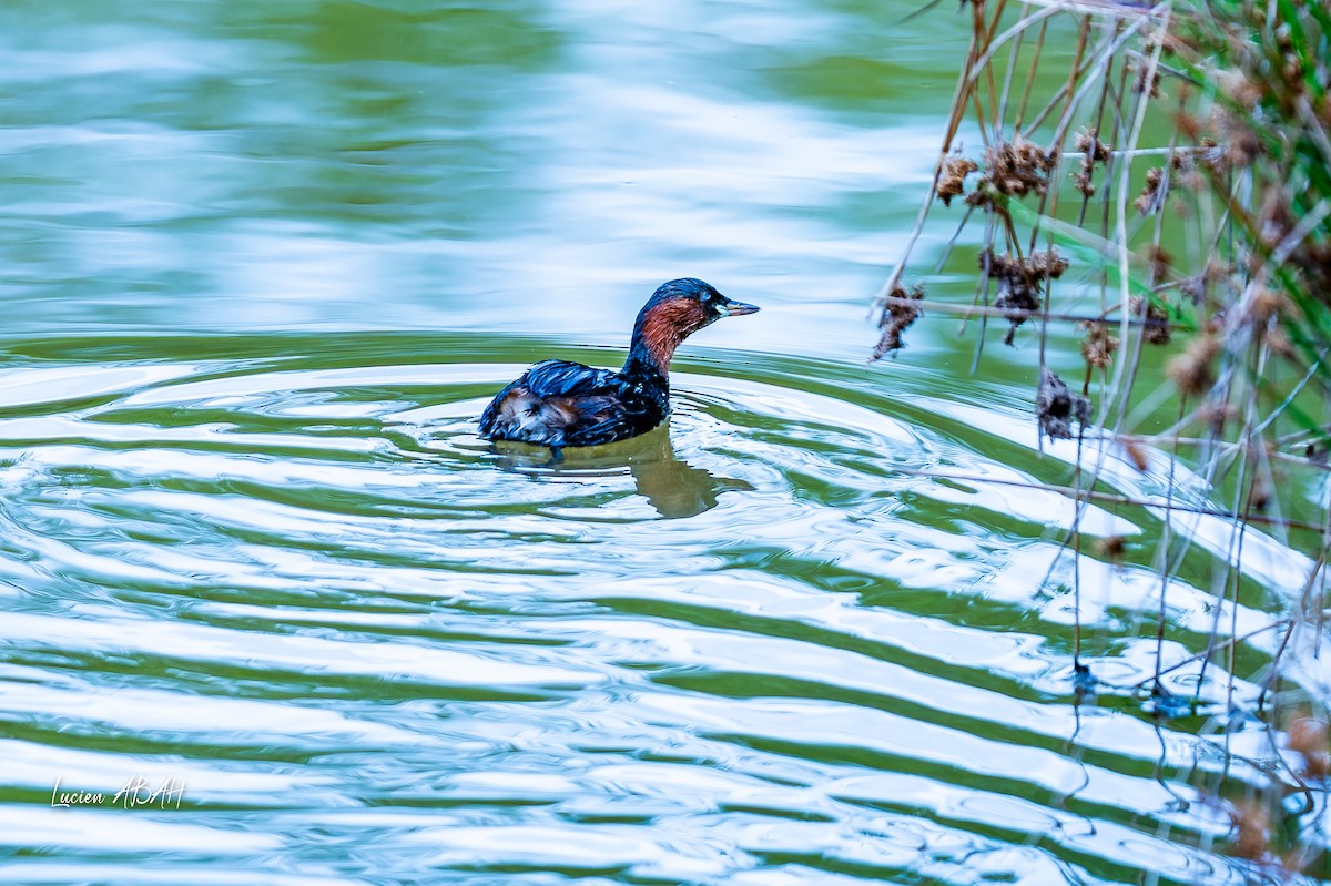 Little Grebe - ML642064195