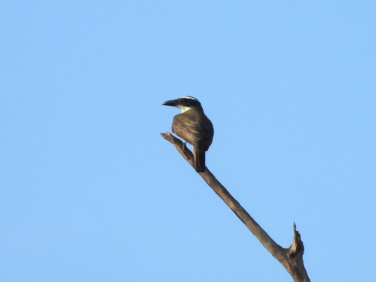Boat-billed Flycatcher - ML642064200