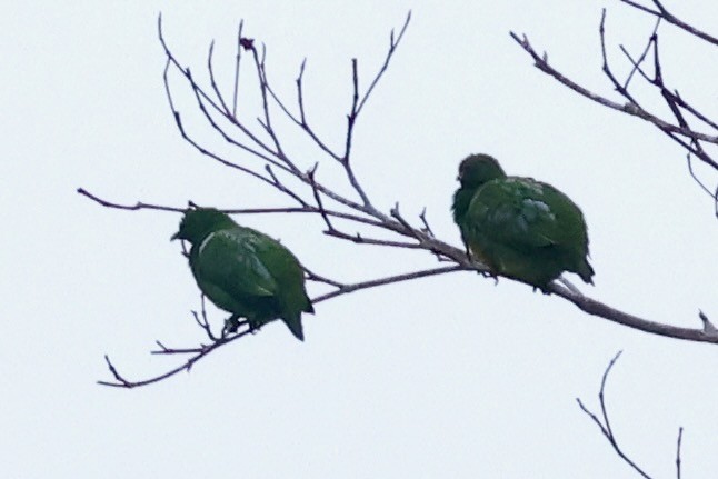 Dwarf Fruit-Dove - ML642064207