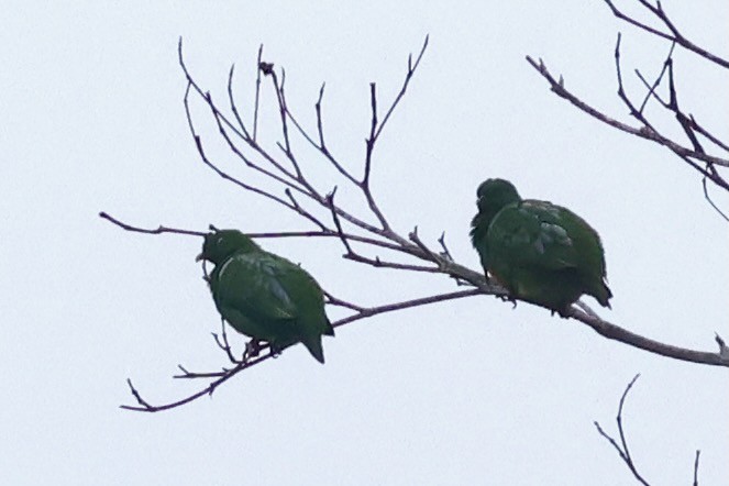 Dwarf Fruit-Dove - ML642064208