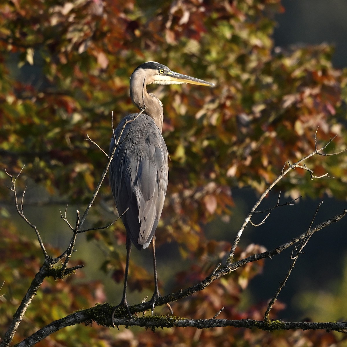 Great Blue Heron - ML642064209