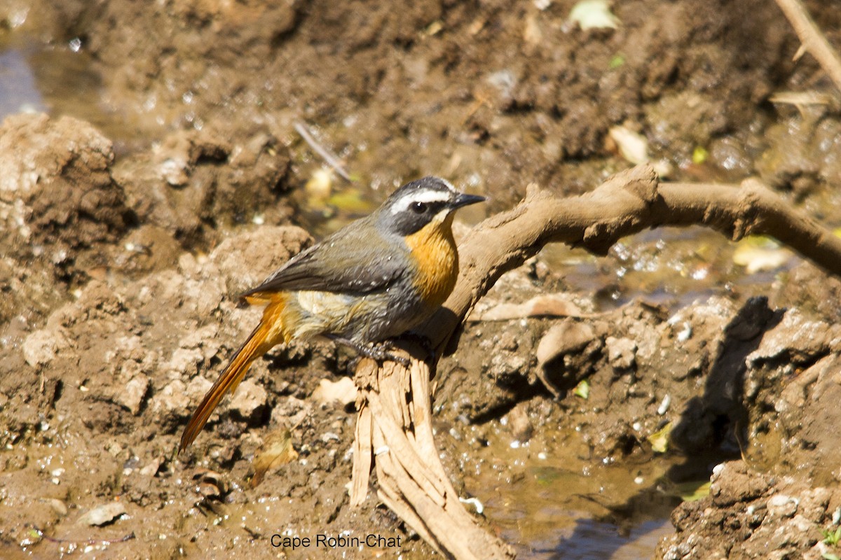 Cape Robin-Chat - ML642064217
