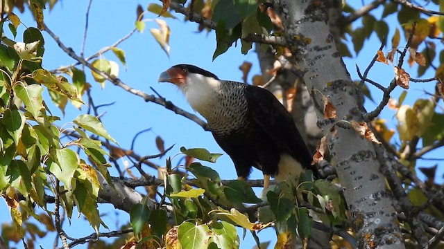 Crested Caracara - ML642064219