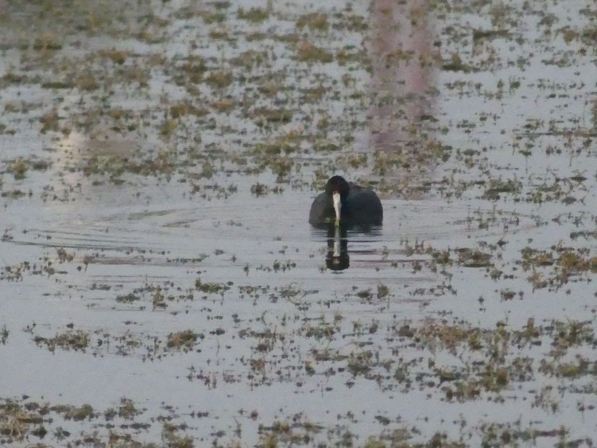 Red-knobbed Coot - ML642064220