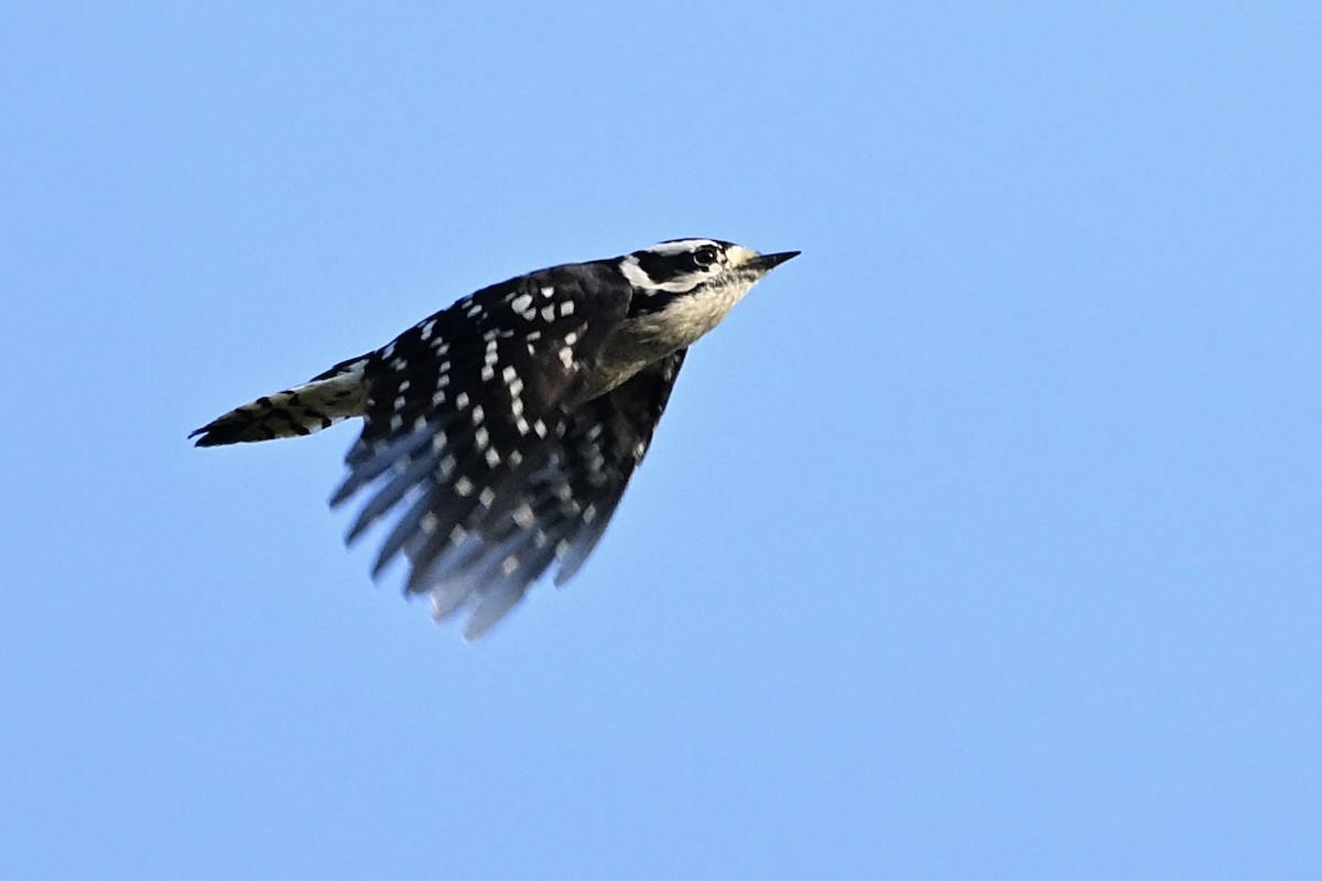 Downy Woodpecker - ML642064223