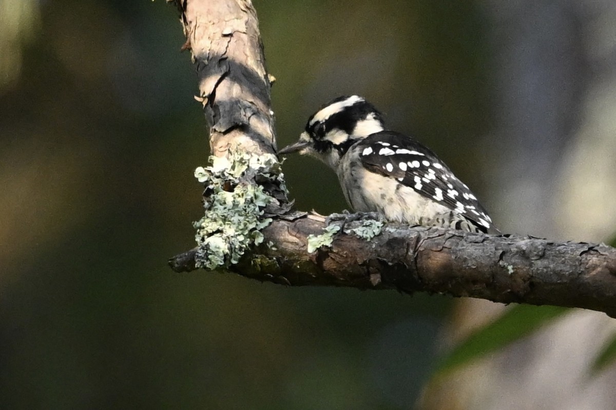 Downy Woodpecker - ML642064224