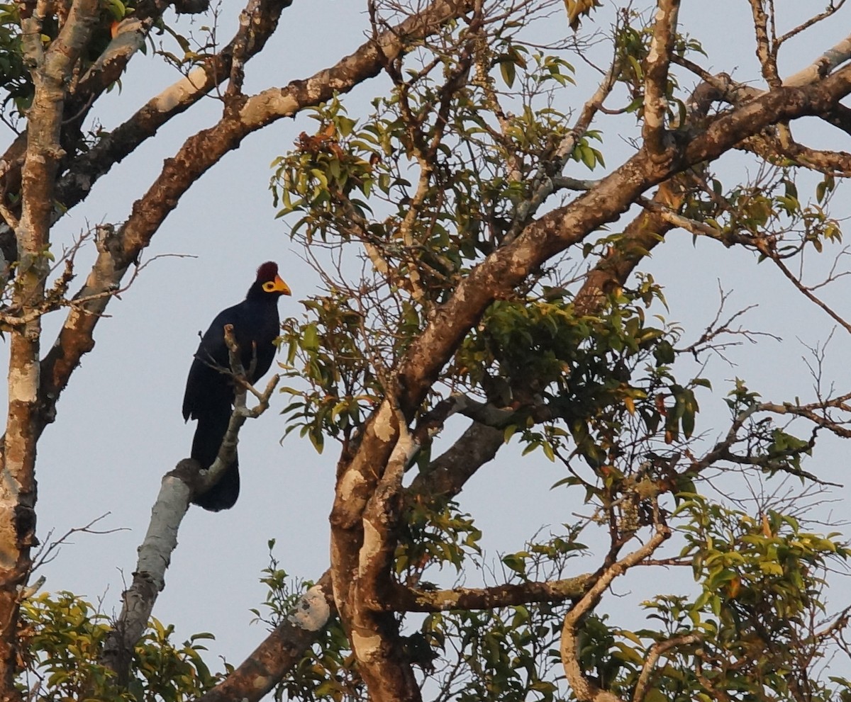 Ross's Turaco - ML642064226