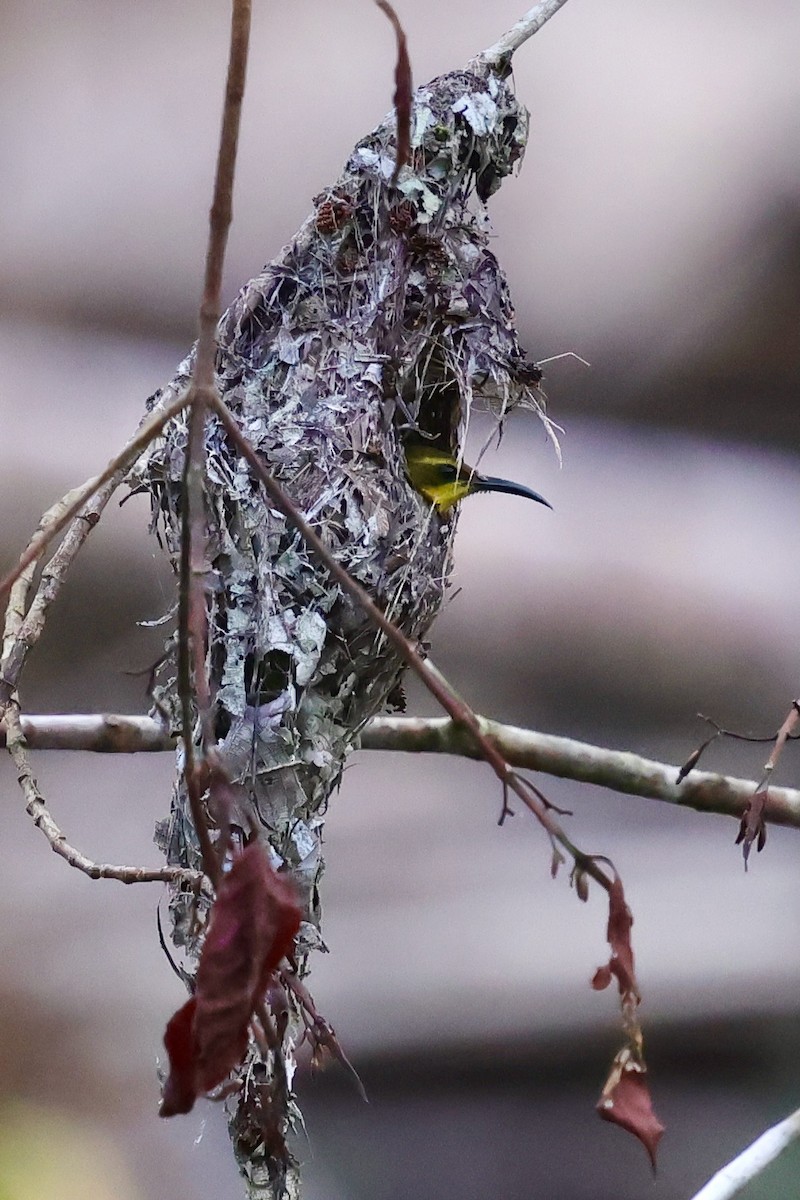 Sahul Sunbird - ML642064227