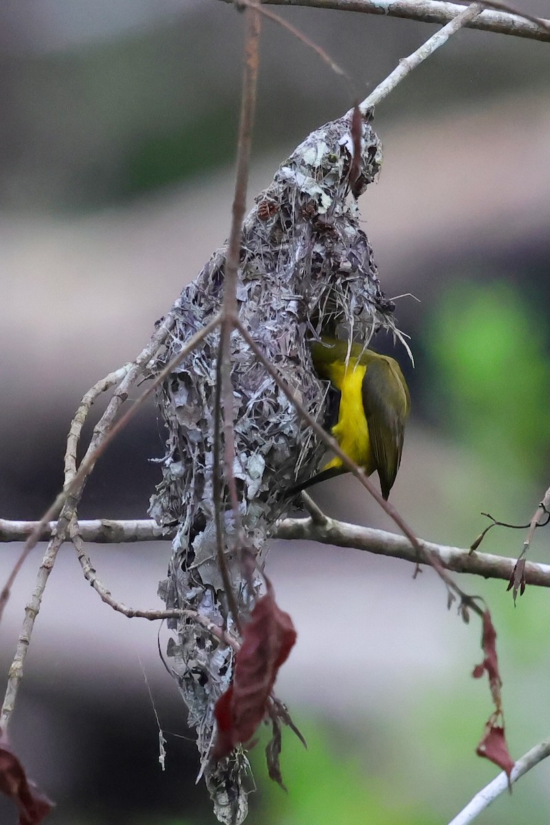 Sahul Sunbird - ML642064228