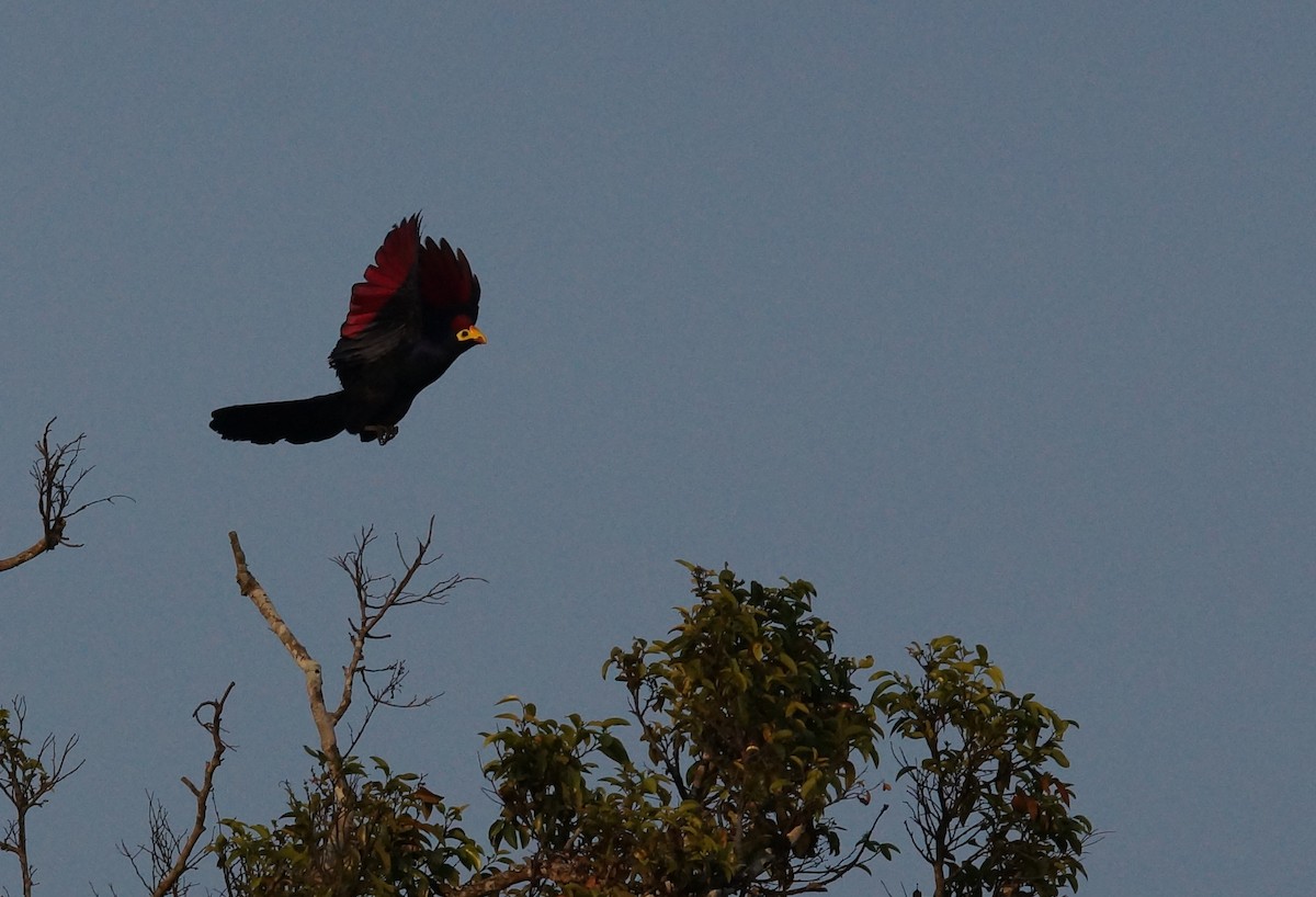 Ross's Turaco - ML642064238