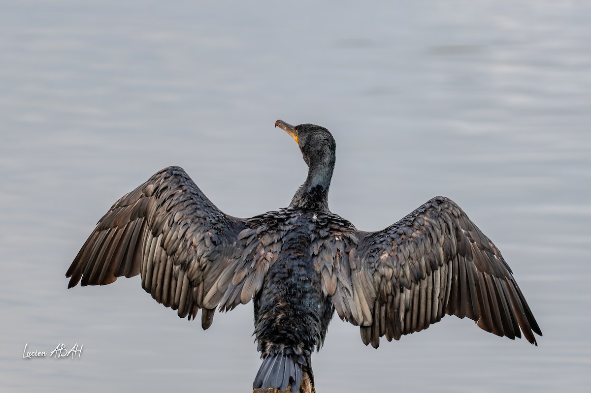 Grand Cormoran - ML642064244