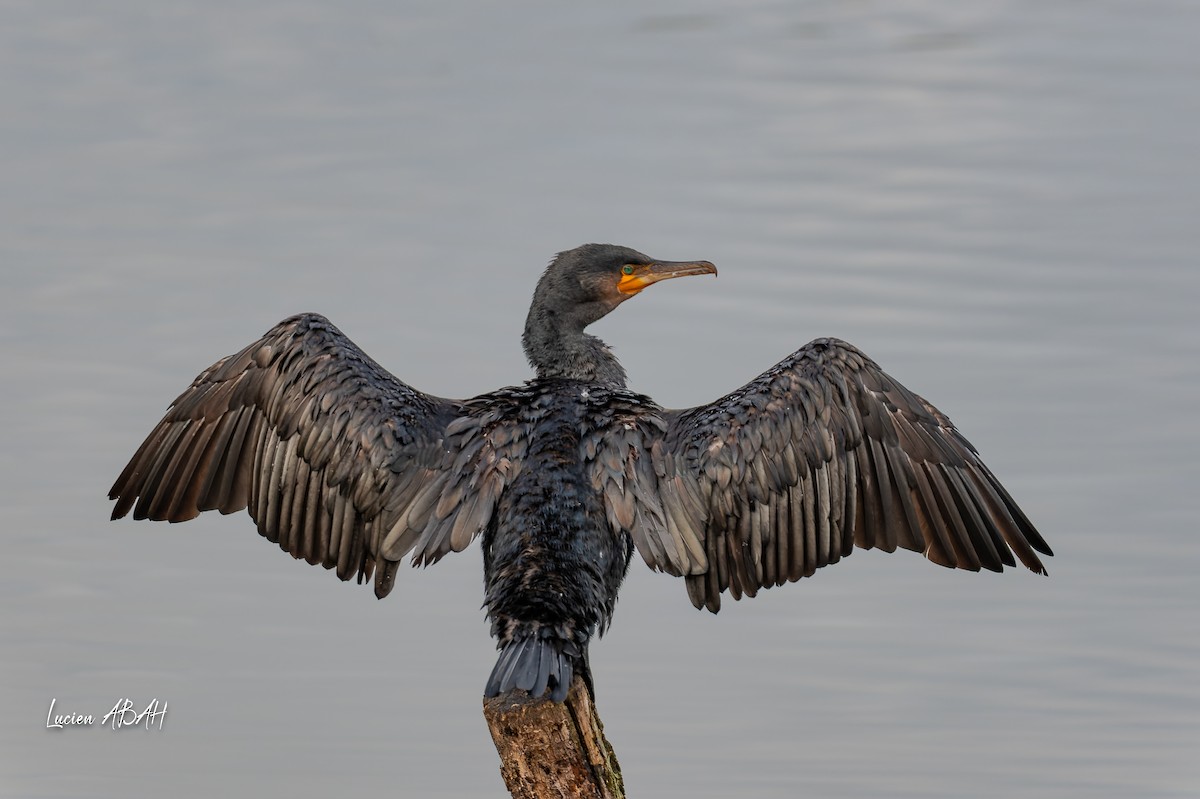 Grand Cormoran - ML642064248
