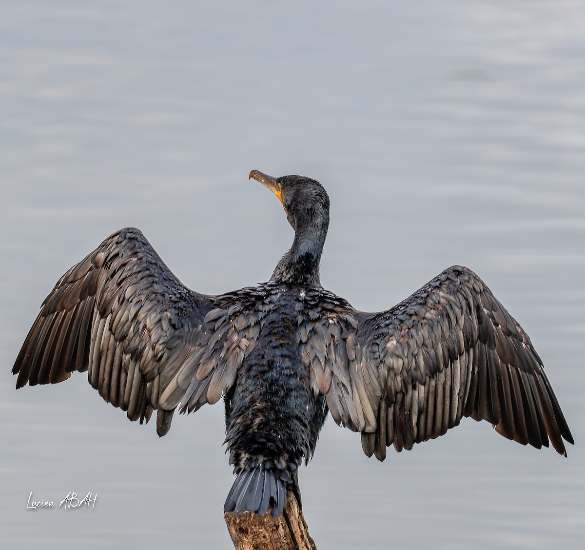 Grand Cormoran - ML642064249