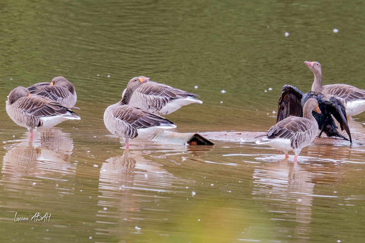 Grand Cormoran - ML642064251