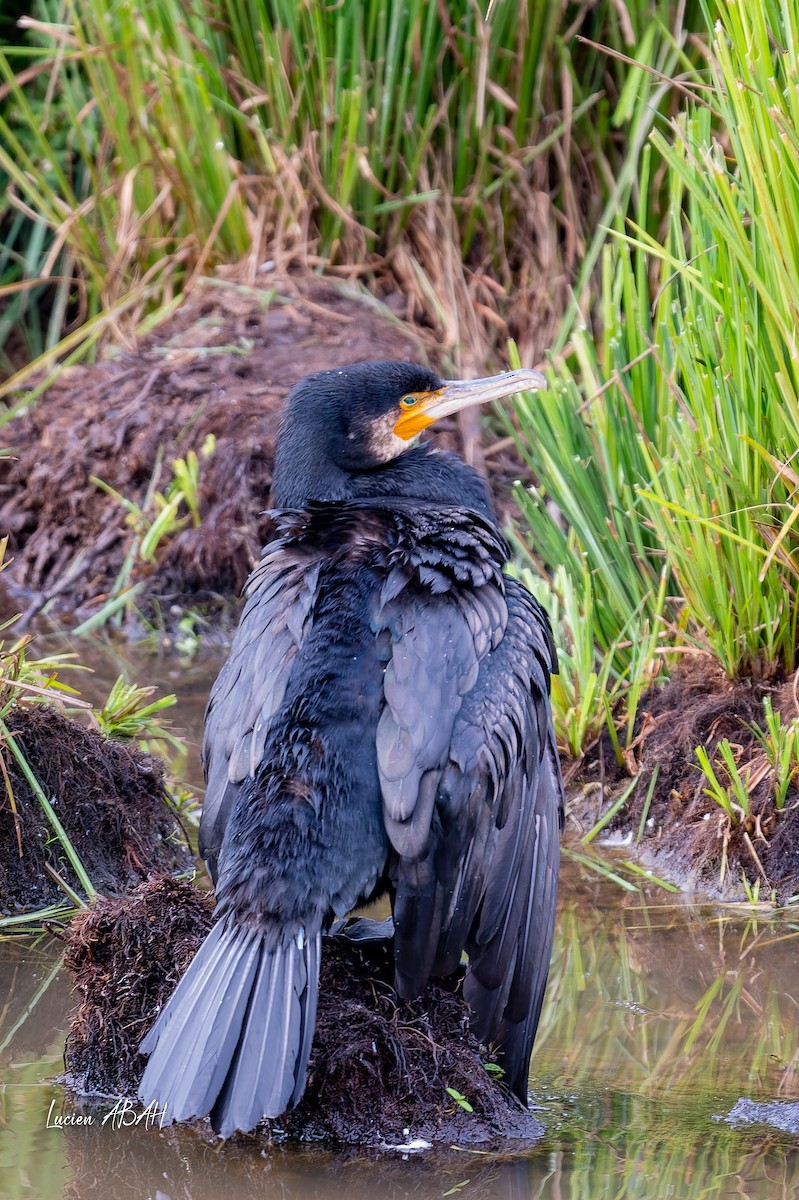 Grand Cormoran - ML642064252