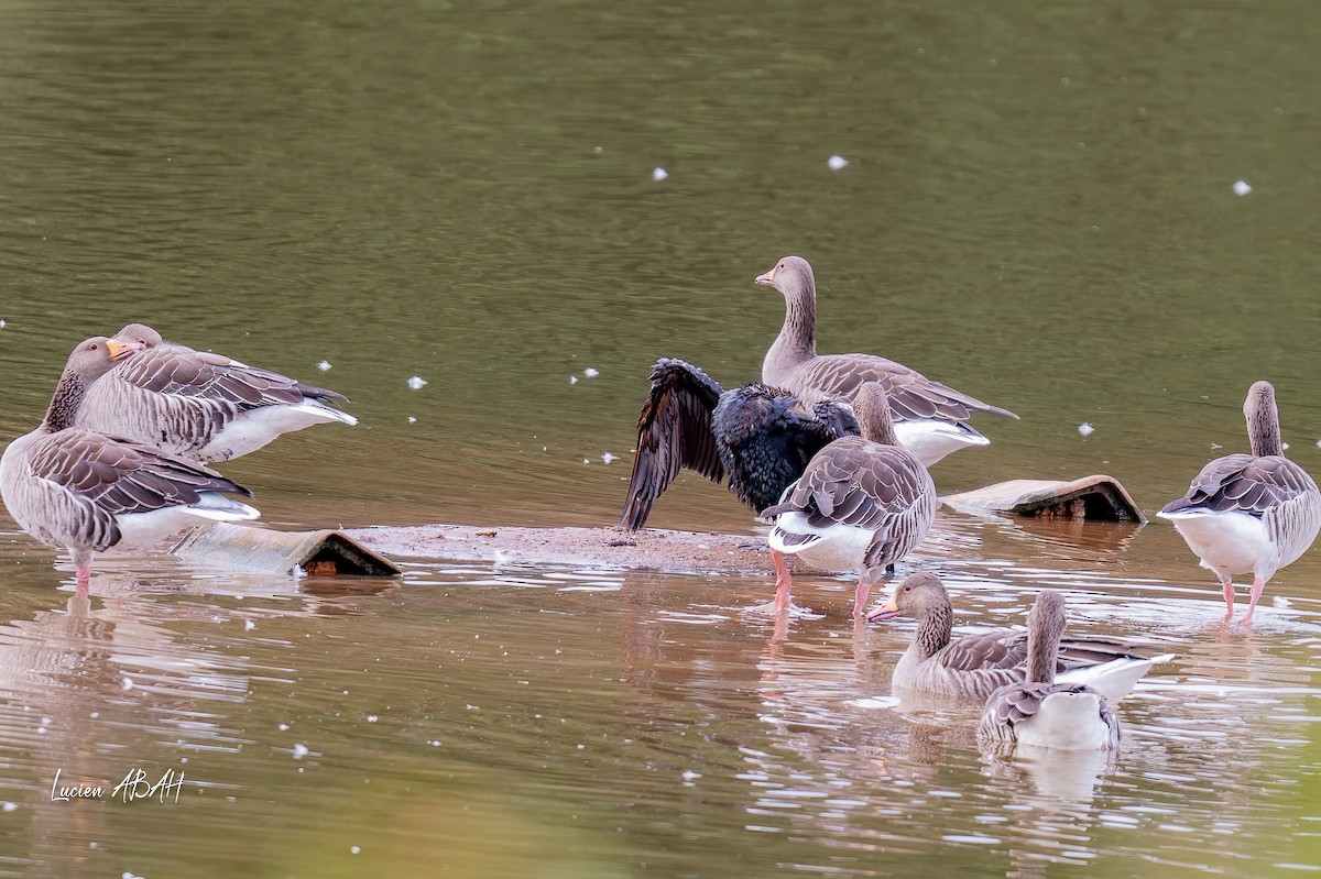 Grand Cormoran - ML642064254