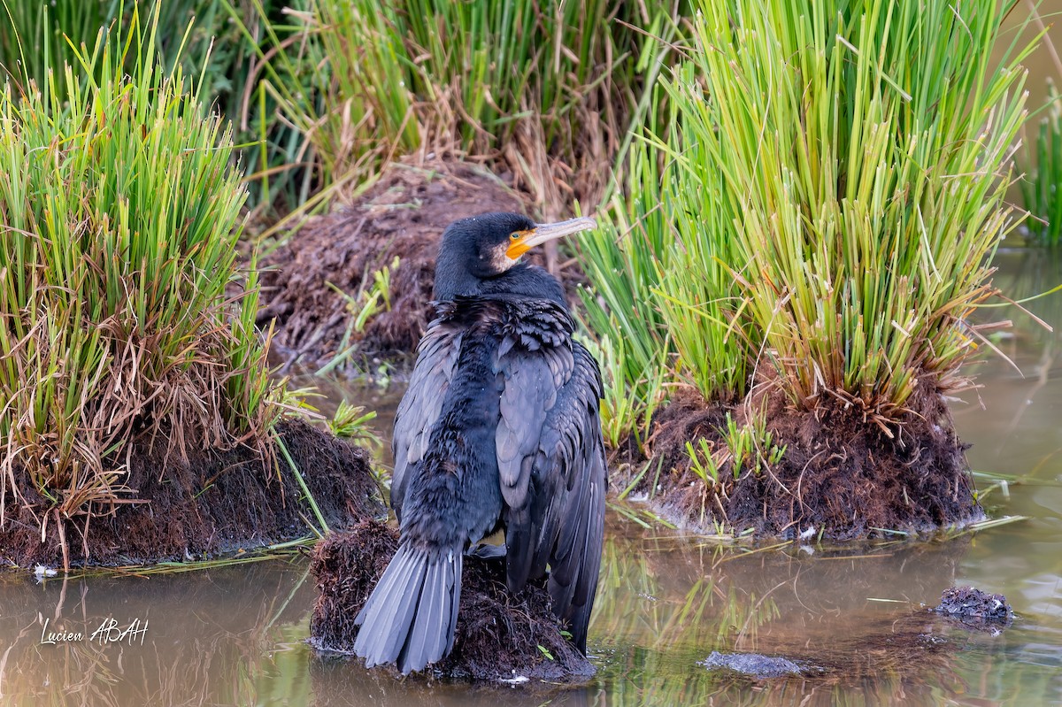 Grand Cormoran - ML642064255