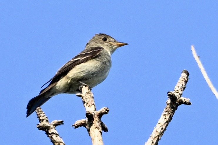 Hellbauch-Schnäppertyrann - ML642064256