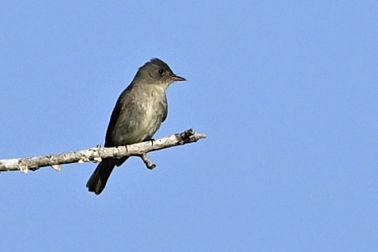 Hellbauch-Schnäppertyrann - ML642064257