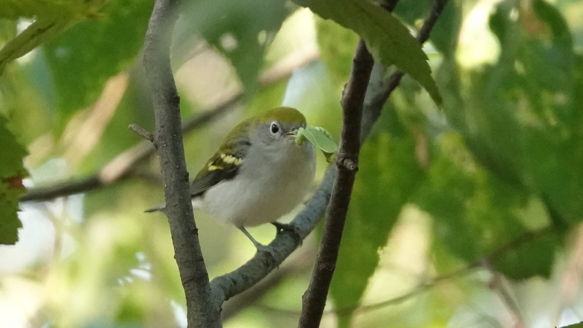 Chestnut-sided Warbler - ML642064258