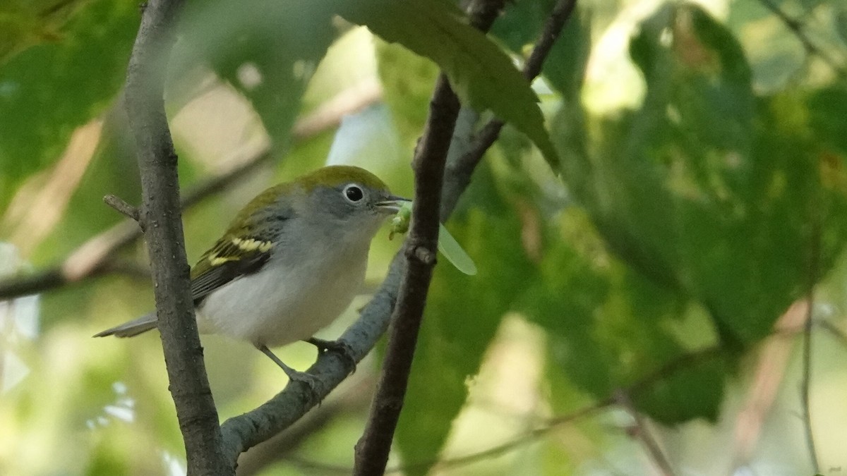 brunsideparula - ML642064259