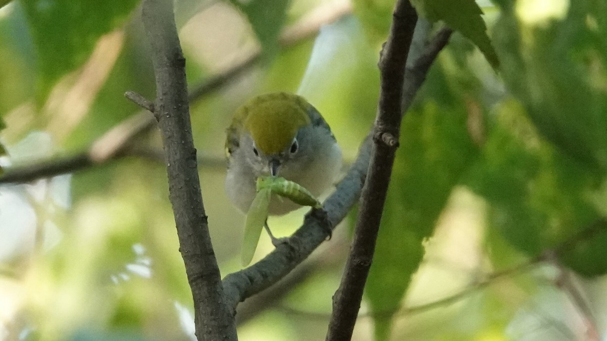 brunsideparula - ML642064260