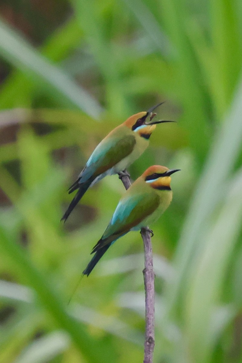 Rainbow Bee-eater - ML642064263