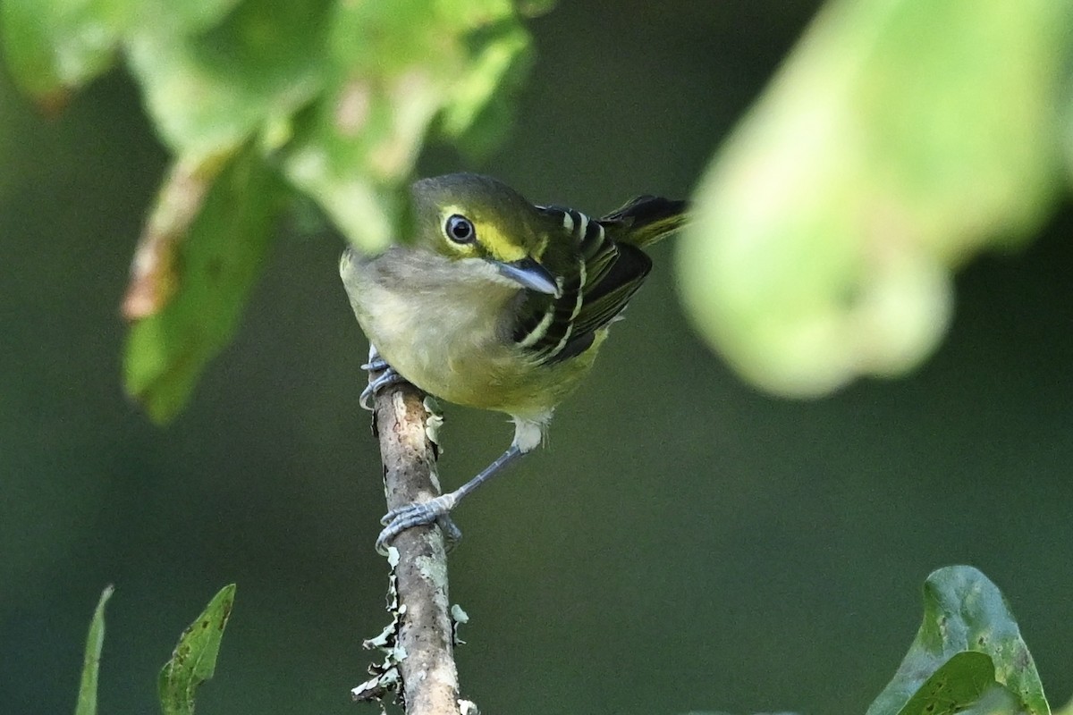 Viréo aux yeux blancs - ML642064276
