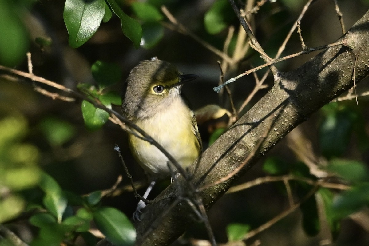 Viréo aux yeux blancs - ML642064277