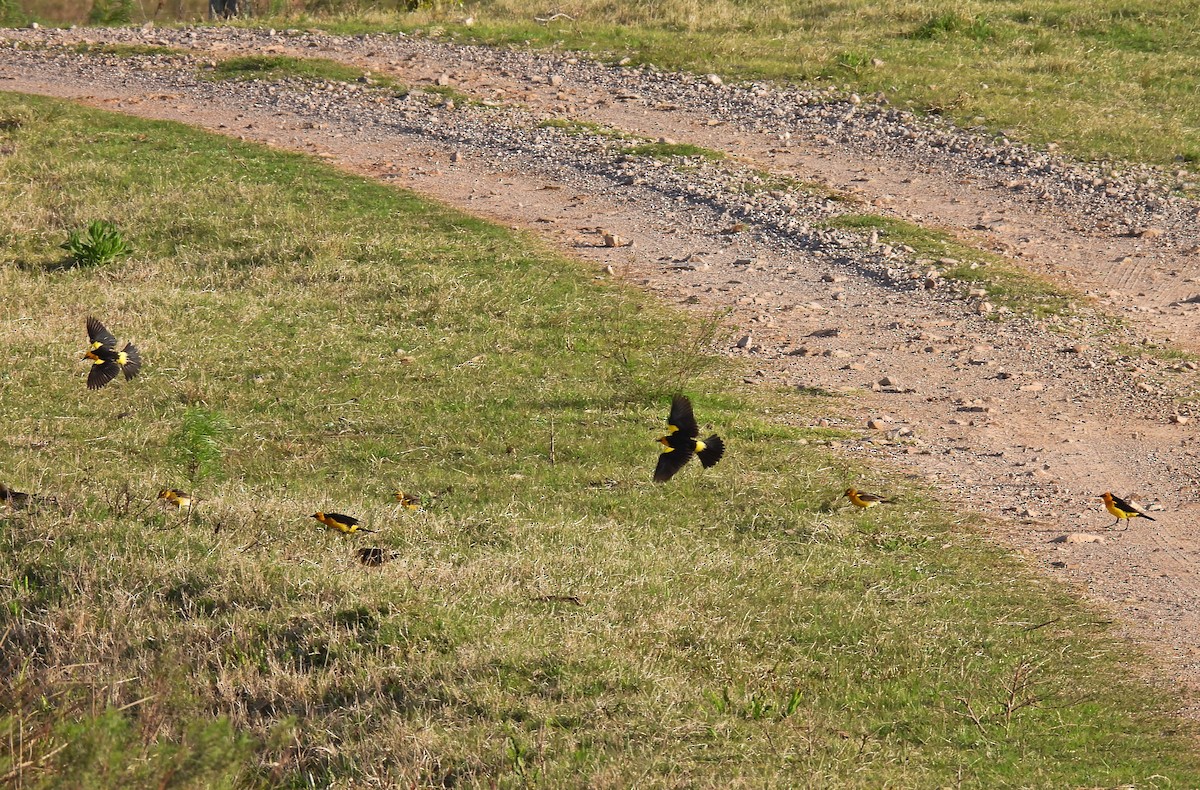 Saffron-cowled Blackbird - ML642064283