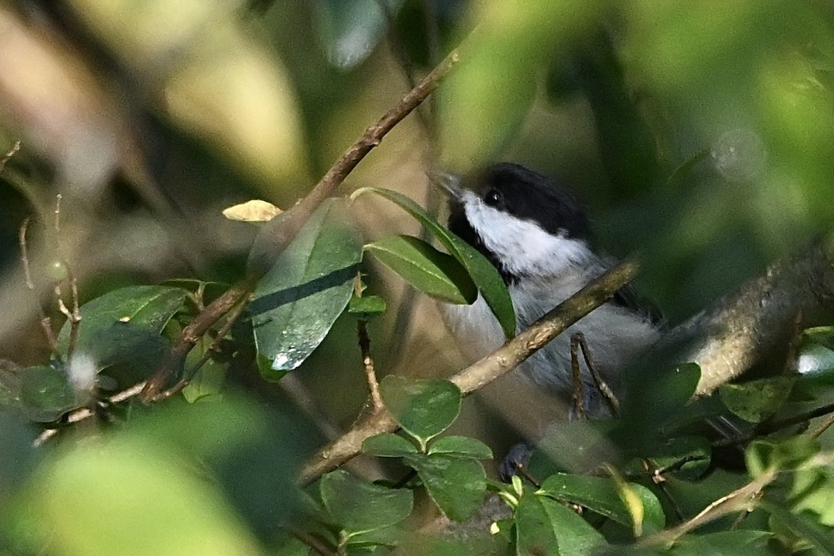 Mésange de Caroline - ML642064284