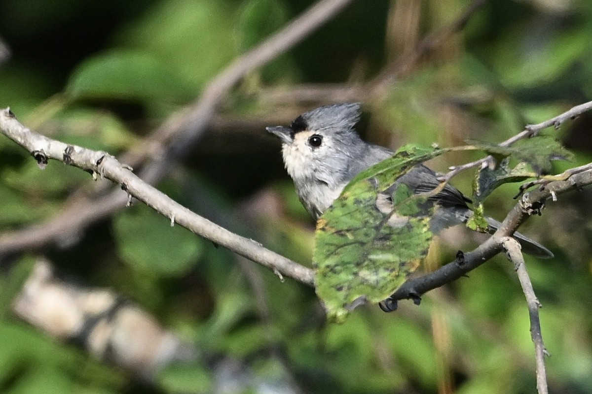 Mésange bicolore - ML642064287