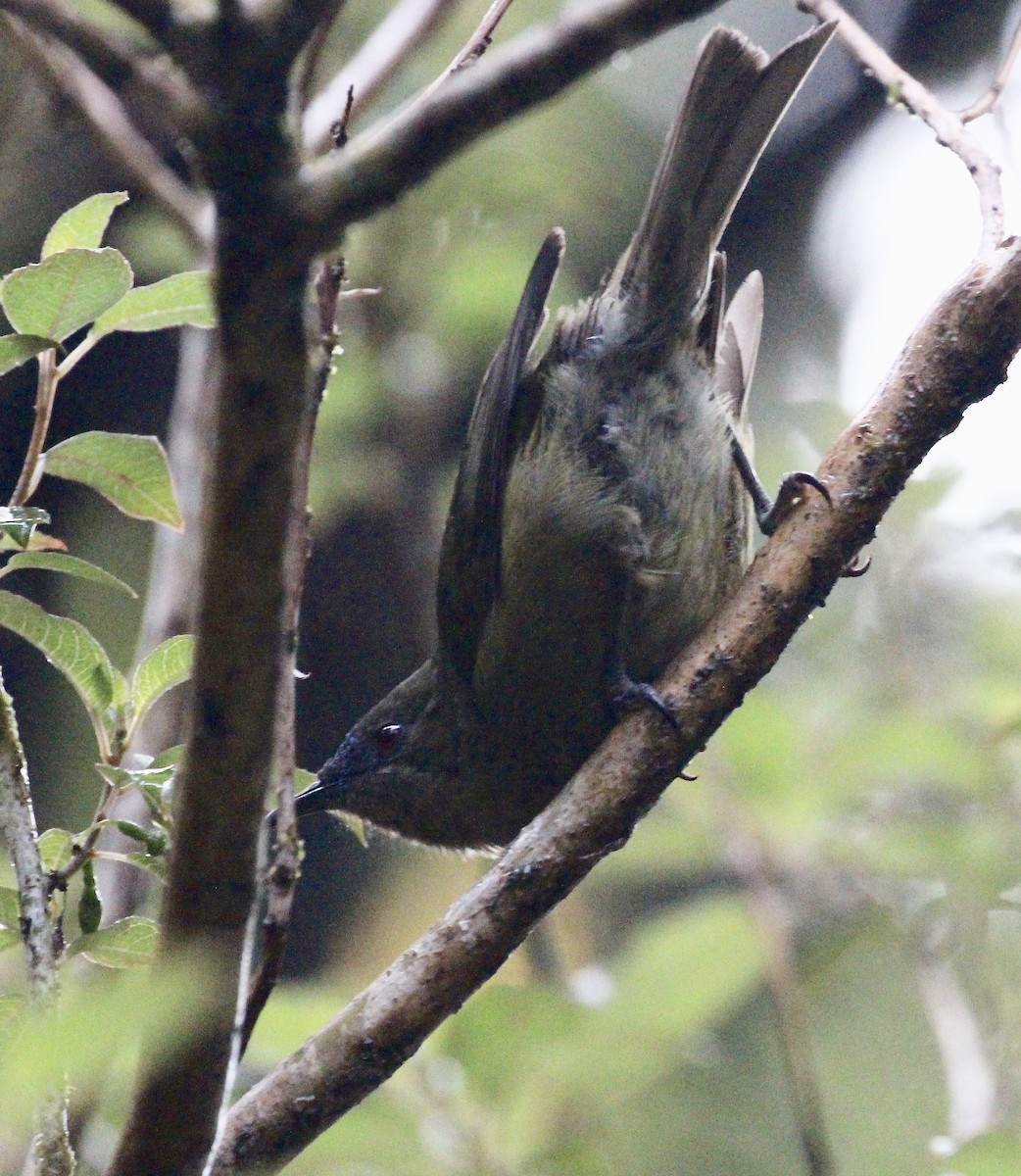 New Zealand Bellbird - ML642064288