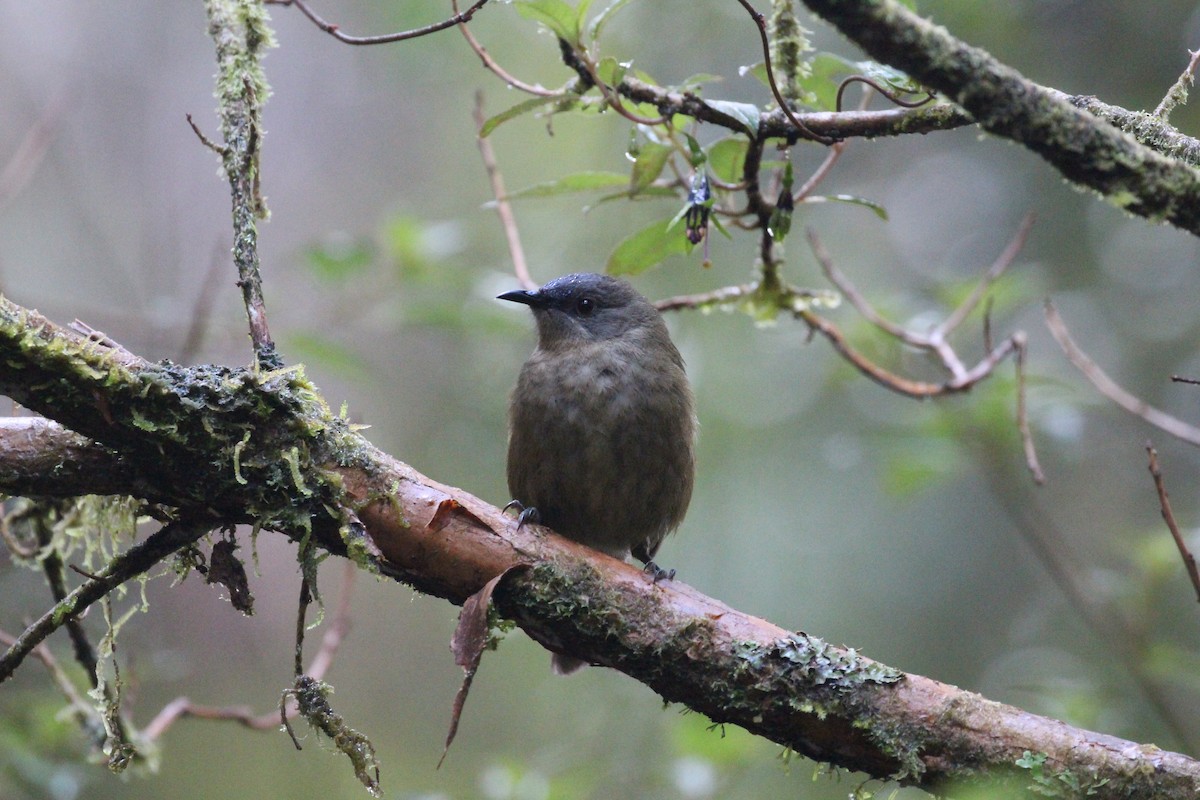 New Zealand Bellbird - ML642064289
