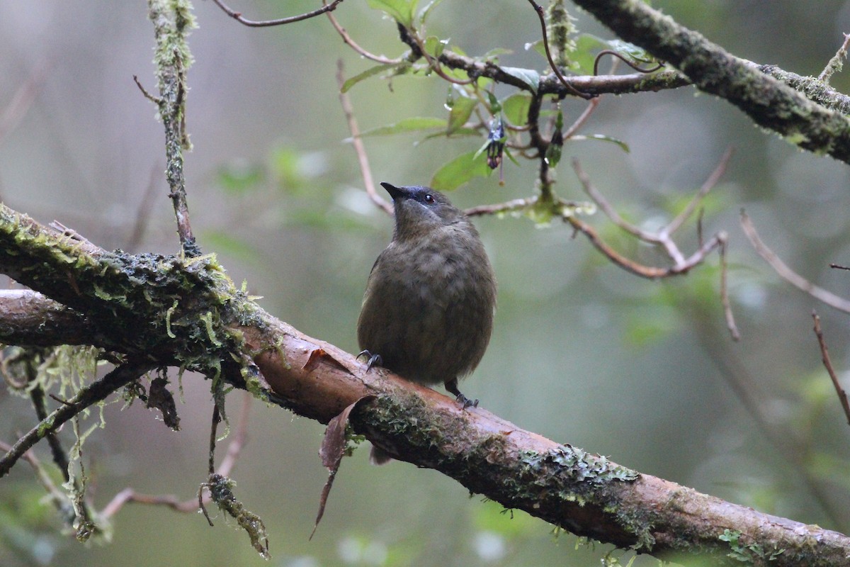 New Zealand Bellbird - ML642064290