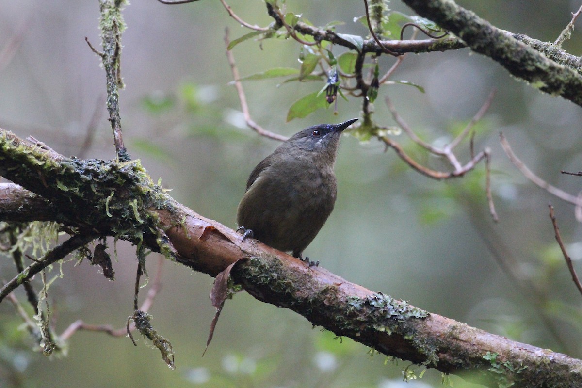 New Zealand Bellbird - ML642064291
