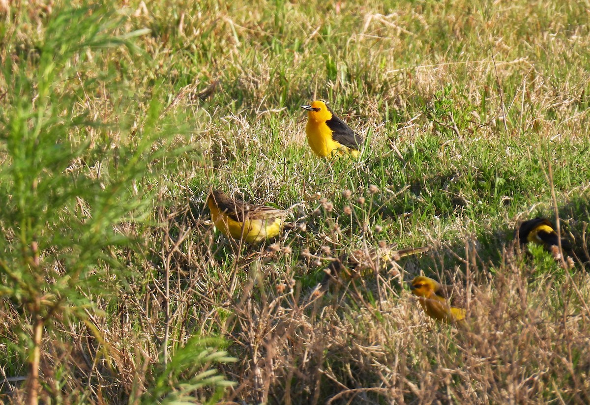 Saffron-cowled Blackbird - ML642064293