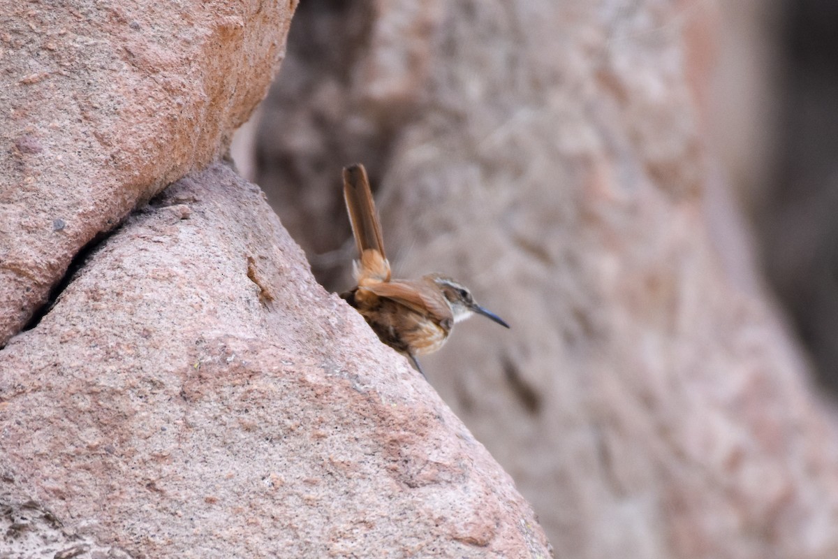 Straight-billed Earthcreeper - ML642064301