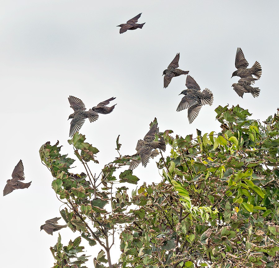 European Starling - ML642064306