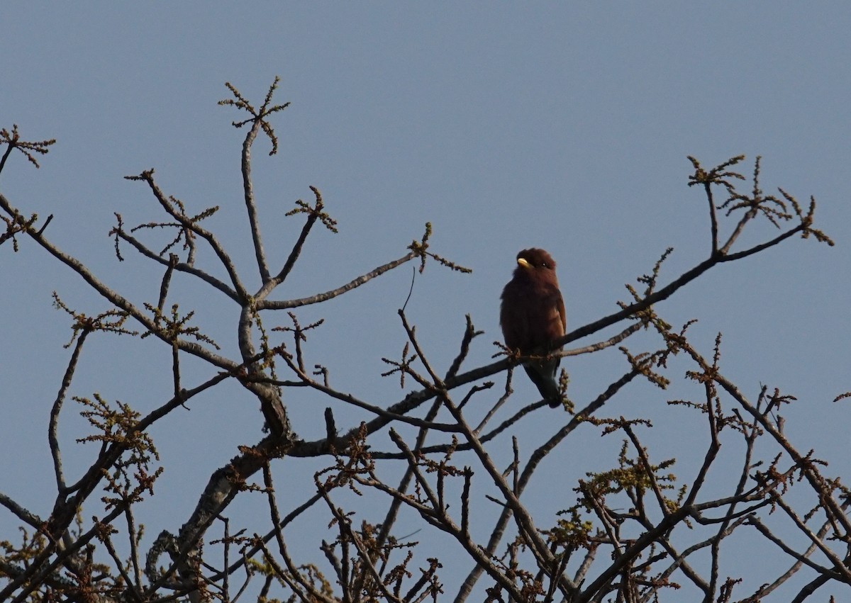 Broad-billed Roller - ML642064325