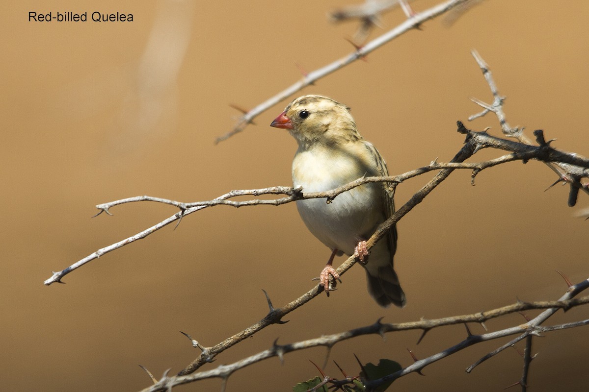 Red-billed Quelea - ML642064333