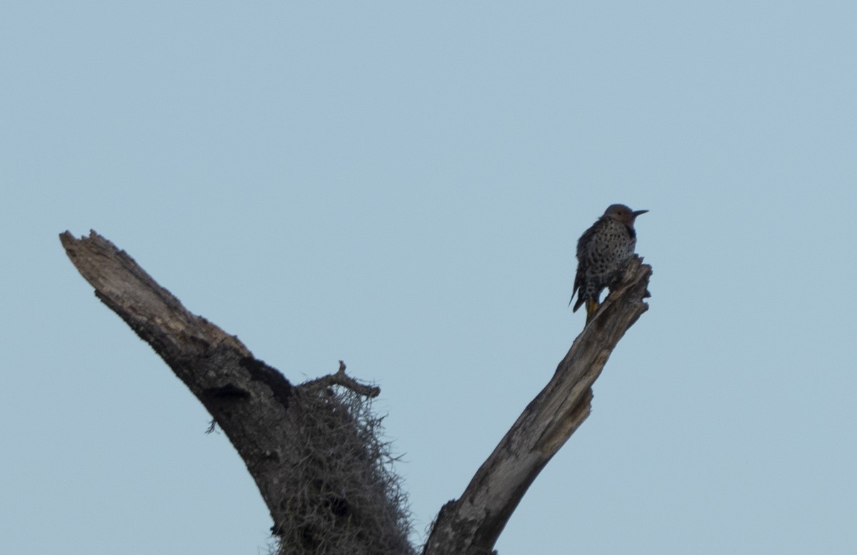 Northern Flicker - ML642064353