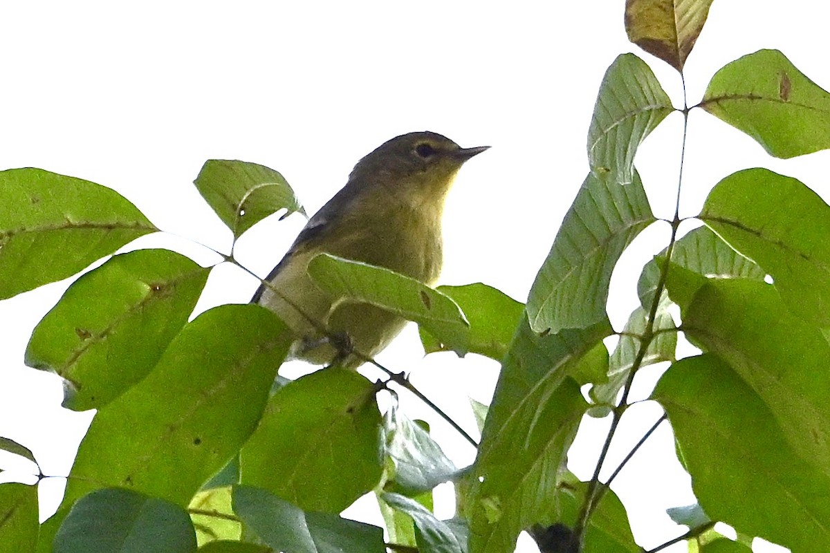 Pine Warbler - ML642064354