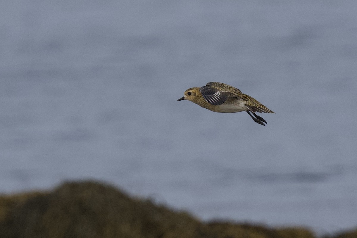 European Golden-Plover - ML642064357